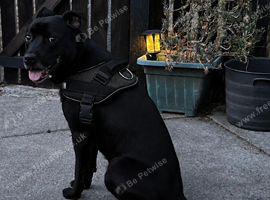 Labrador X Staffy