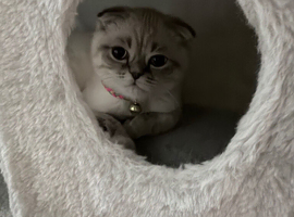 5 month old Female Bluepoint Scottish Fold for sale