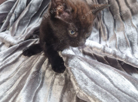 Kitten for sale