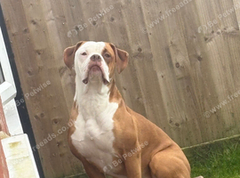 Female Bulldog