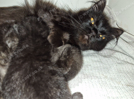 Persian x ragdolls 1 female 3 males