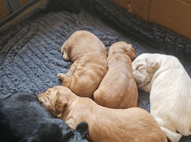 Non Registered Cocker Spaniel Puppies