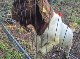 Pedigree proven Boer Billy