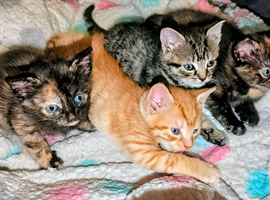 4 beautiful kittens