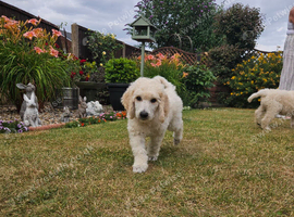Full Vaccinated Last Kc Standard poodle