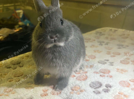 10week old blue otter netherland does