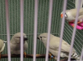 Young zebra finches for sale,