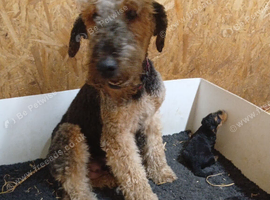 Two little boy pups available