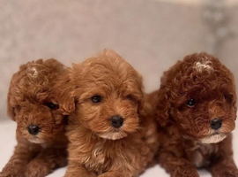 Maltipoo Puppies