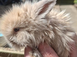 Angora x Double Mained Lionhead Rabbits