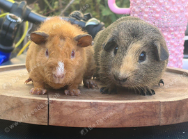 Pretty baby boys available and ready to leave Brighton