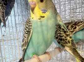 Baby budgies