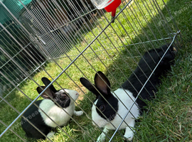 2 Dutch Rabbits