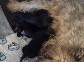 Puppies for sale