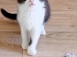 Adorable kittens