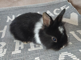2 bunnies at  pounds