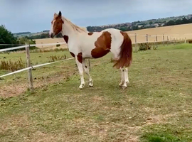 Beautiful coloured filly