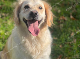 Loving home needed
