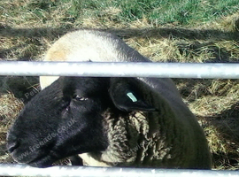 Suffolk Ram
