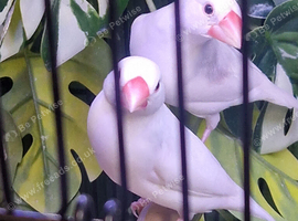 Java sparrows