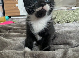 3 kittens for sale