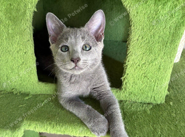 TICA 5* pedigree Russian blue kittens