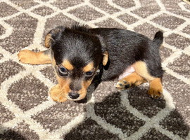 Jack russell puppies