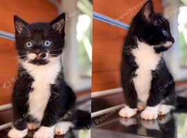 7 week old mixed little kittens