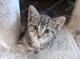 Tabby and tortie kittens