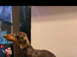Experienced Choc & Tan Mini - KC Reg & DNA CLEAR