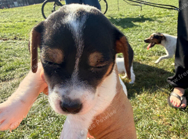 Jack Russel