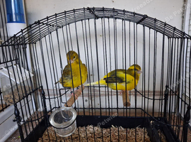 Fife canary for sale