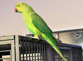 Indian ringnick parrot for sale