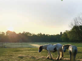 Equine Reiki