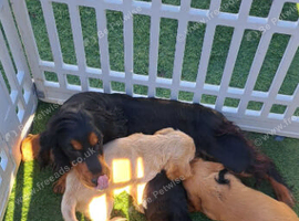 Show type working cocker spaniel puppies for sale