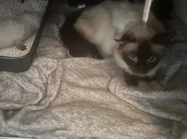 Kittens