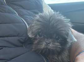Imperial Female Shih Tzu