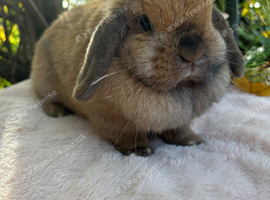 Blossom mini lop female