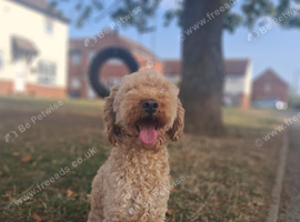 Looking for a full size poodle puppy bitch