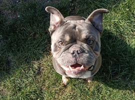 French bulldogs