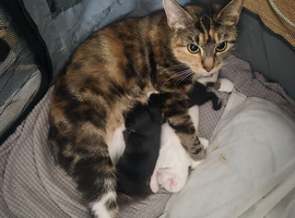 Turkish Angora Kittens