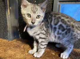 Silver female bengal kitten