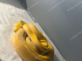 Purple albino goldenchild