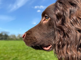 Beautiful 8 month old cocker