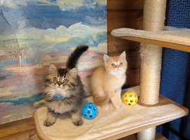 Beautiful Scottish straight kittens
