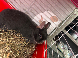 Mo Mo - dwarf bunny