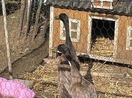 2 Male bonded male Indian runners