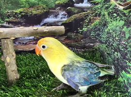 Young baby lovebirds different mutations