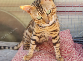 *Litter trained* Super affectionate & Playful