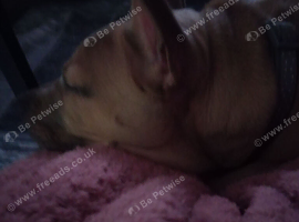 Staffy cross frenchie